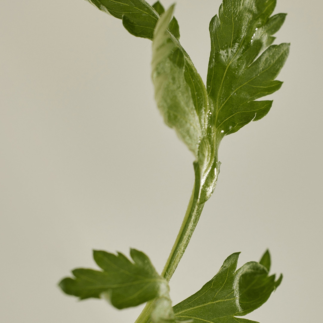 Beauty of Joseon Matte Sun Stick : Mugwort + Camelia 18g official Beauty of Joseon source image 6