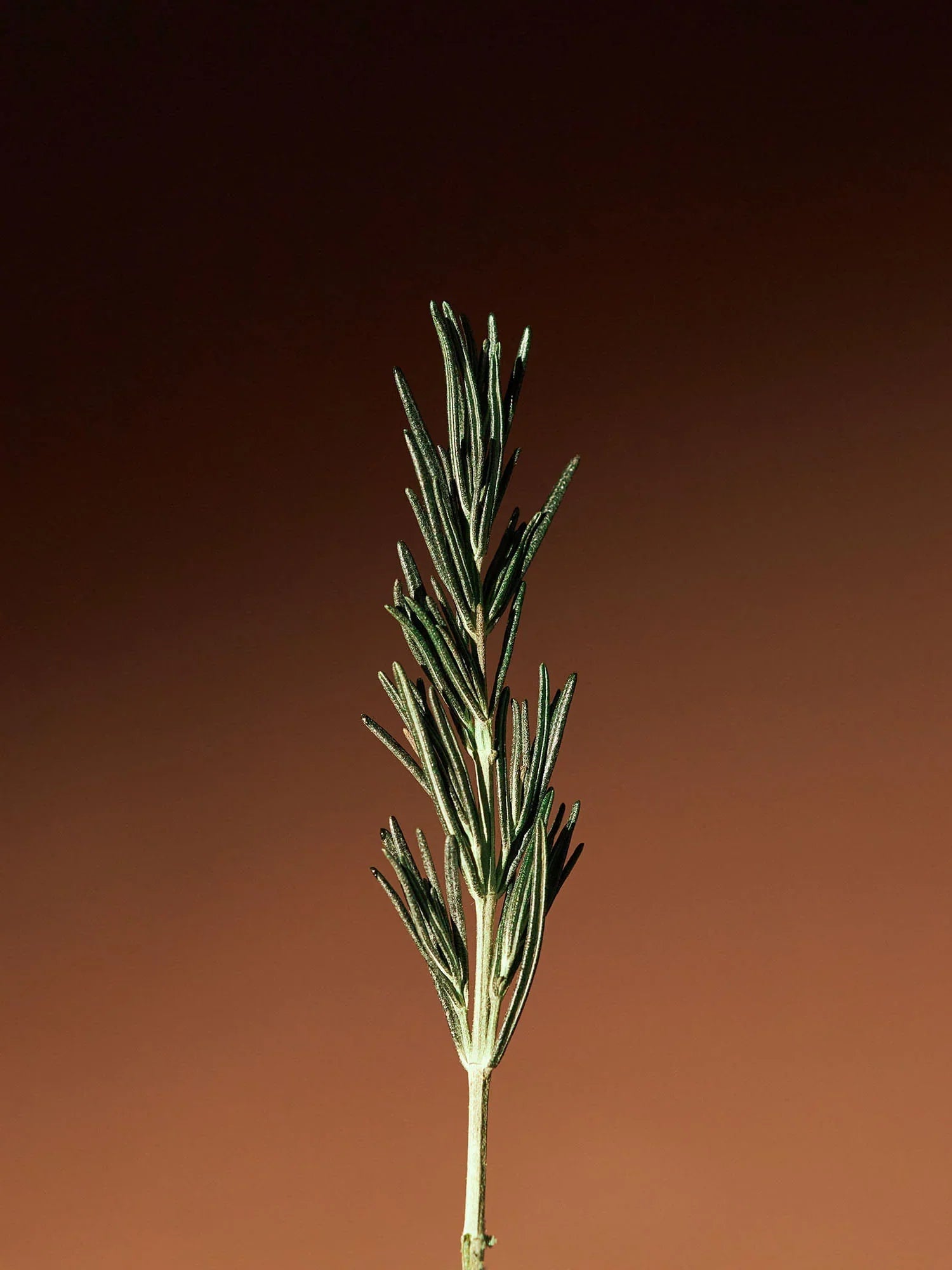 Aromatica Vitalizing Rosemary Concentrated Essence 100ml - product image 5
