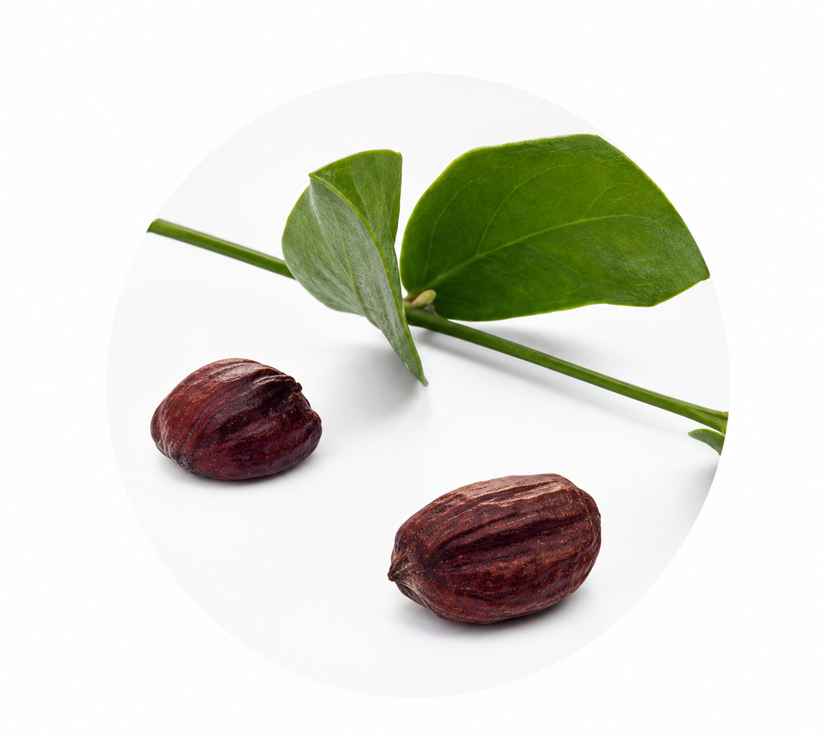 Illustrative jojoba seed and leaves for A&