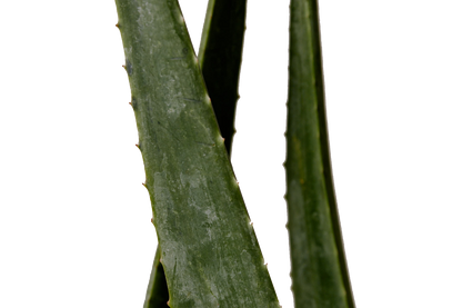 Aloe vera ingredient shown for Aromatica Soothing Aloe Aqua Cream