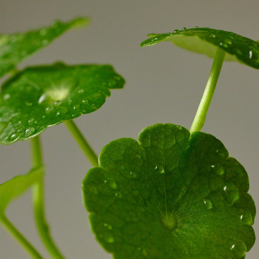 Purito Wonder Releaf Centella Serum Unscented 60ml official product gallery image 8