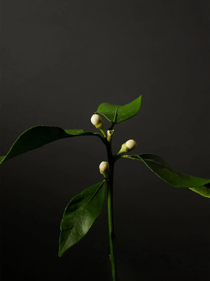 Aromatica Organic Neroli Facial Oil 30ml - product image 4