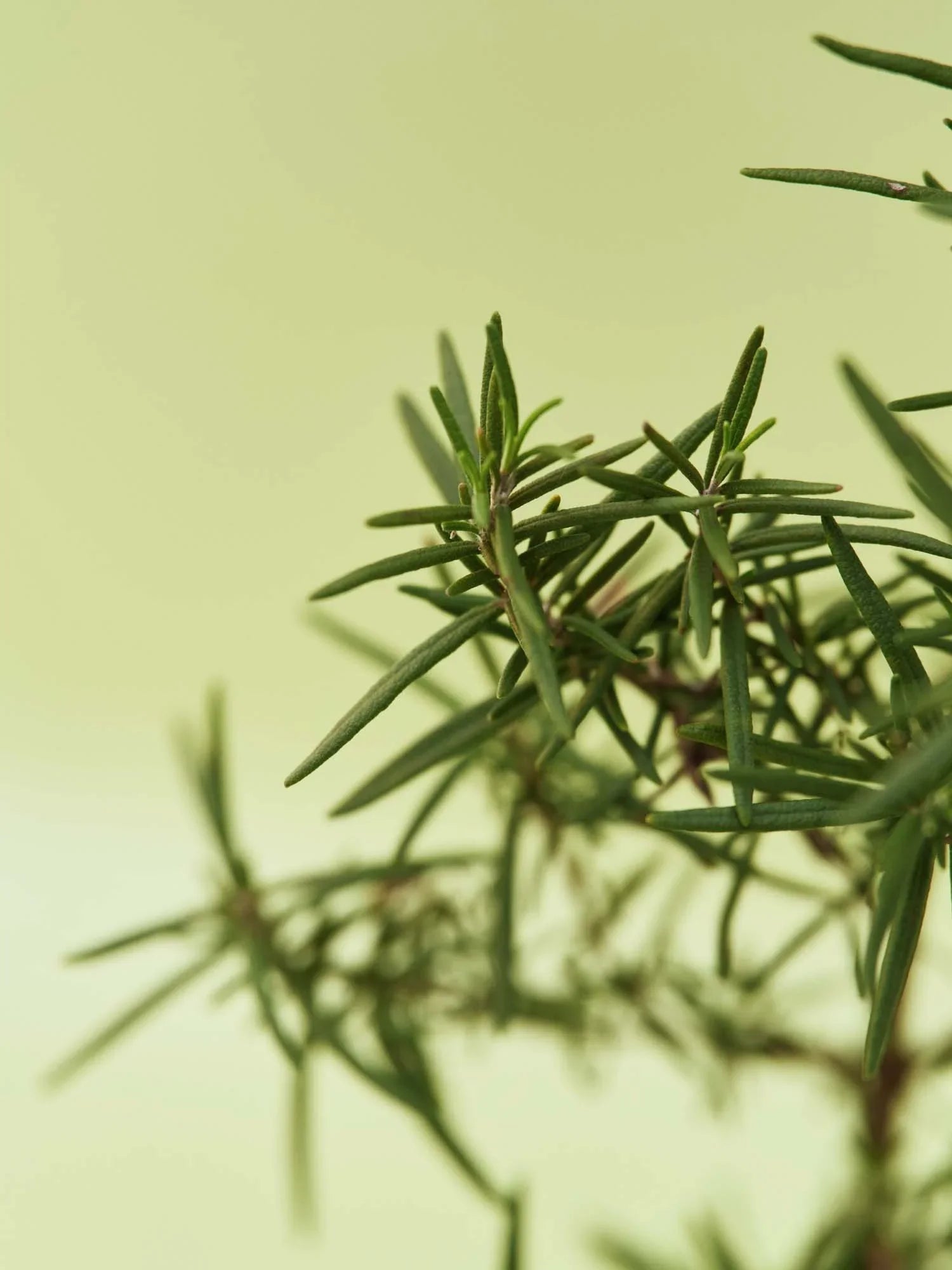 Aromatica Vitalizing Rosemary All-in-One Lotion 300ml - product image 5