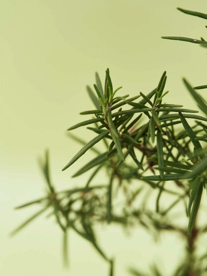 Aromatica Vitalizing Rosemary All-in-One Lotion 300ml - product image 5